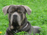 cane corso Jack - Cane Corso