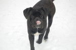cane corso cerbere - Cane Corso