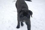 cane corso cerbere - Cane Corso