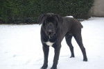 cane corso cerbere - Cane Corso