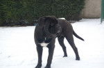 cane corso cerbere - Cane Corso