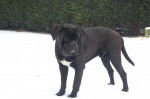 cane corso cerbere - Cane Corso