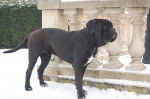 cane corso cerbere - Cane Corso