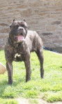 cane-corso Umbro - Cane Corso