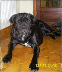 cane-corso Drakar - Cane Corso