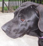 cane corso kilia91 - Cane Corso