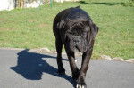 cane corso cerbere - Cane Corso