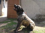 cane corso diégo - Cane Corso
