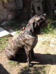 cane corso diégo - Cane Corso