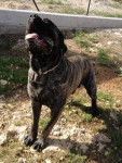 cane corso diégo - Cane Corso