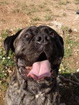 cane corso diégo - Cane Corso
