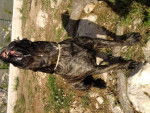 cane corso diégo - Cane Corso