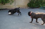 cerbere cane corso et borka cane corso - Cane Corso