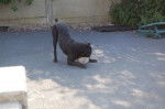 borka cane corso - Cane Corso