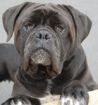 cane corso cerbere - Cane Corso