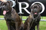 Cane corso Enora et Ella des loups des carrières - Cane Corso