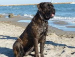 Enora cané corso sur la plage - Cane Corso