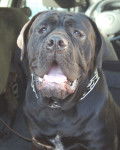 cane corso elvys - Cane Corso