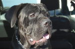 cane corso elvys - Cane Corso