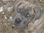 Fyson - Cane Corso - Cane Corso