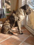 CANE CORSO DIEGO - Cane Corso