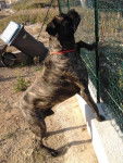 CANE CORSO DIEGO - Cane Corso