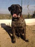 CANE CORSO DIEGO - Cane Corso
