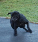 borka cane corso - Cane Corso
