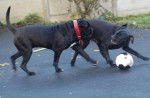 borka cerbere cane corso - Cane Corso