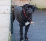 cerbere cane corso - Cane Corso