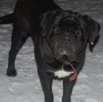 cane corso cerbere - Cane Corso