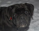 cane corso cerbere - Cane Corso