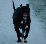 Can&eacute; corso x doberman KLEIN - Cane Corso