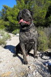 CANE CORSO DIEGO - Cane Corso