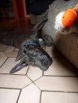 Cane Corso, Fight - Cane Corso