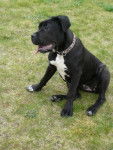 CANE CORSO : FIBEL - Cane Corso