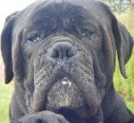 cane corso cerbere - Cane Corso