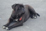 cane corso cerbere - Cane Corso
