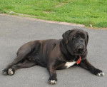 cane corso cerbere - Cane Corso