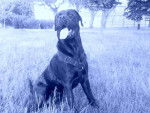 Leika cane corso croisé" rott - Cane Corso