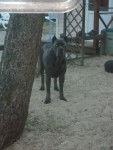boss - Cane Corso Mâle (4 ans)