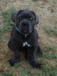 Cane corso, Haribo - Cane Corso