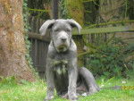 ida cane corso - Cane Corso