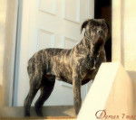 Darzan - Cane Corso