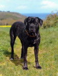 Asia - Cane Corso
