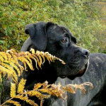 Asia - Photo femelle Cane Corso - Cane Corso
