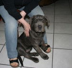 Flash chiot Cane Corso - Cane Corso
