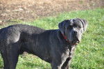 Flash Cane corso 10 mois - Cane Corso (10 mois)