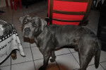 Cane corso : Flash 10 mois - Cane Corso (10 mois)