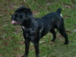 Eise di extase du clos d'Attila femelle Cane Corso - Cane Corso